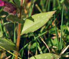 Image of Pulmonaria longifolia (Bast.) Boreau