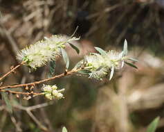 صورة Callistemon paludosus F. Müll.