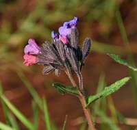 Image of Pulmonaria longifolia (Bast.) Boreau