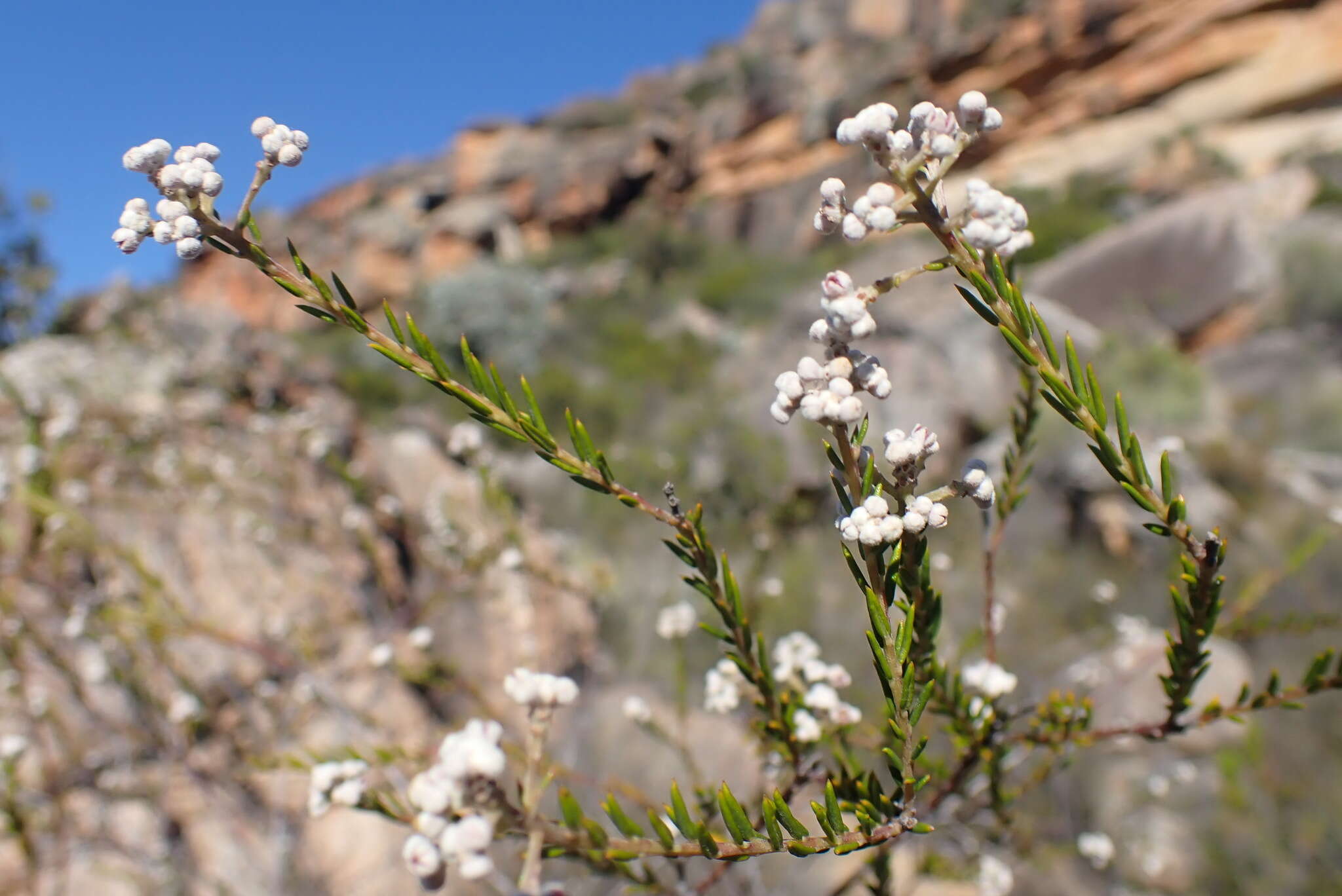 Image of Phylica cryptandroides Sond.