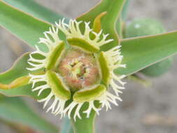 Image of <i>Euphorbia <i>trichadenia</i></i> var. trichadenia