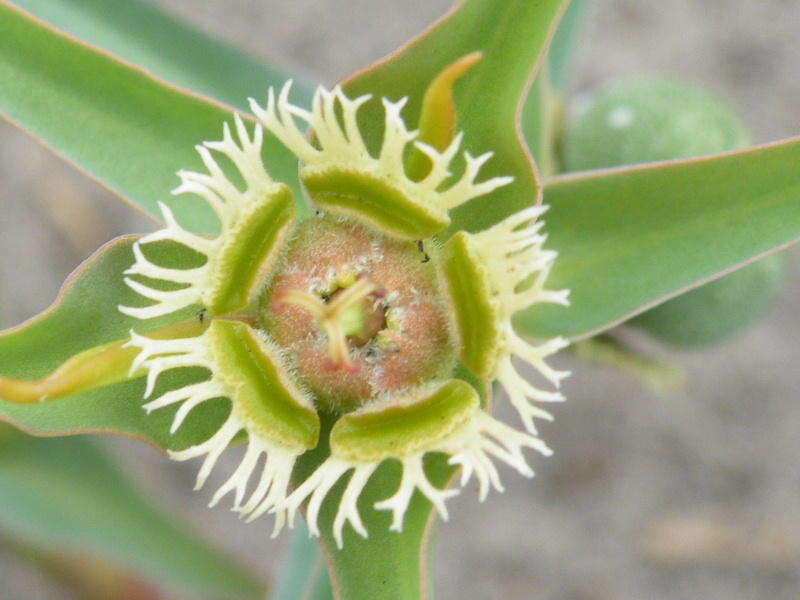 Image of <i>Euphorbia <i>trichadenia</i></i> var. trichadenia