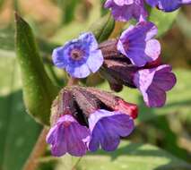 Image of Pulmonaria longifolia (Bast.) Boreau