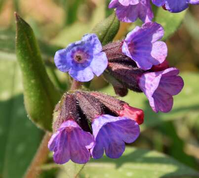 Image of Pulmonaria longifolia (Bast.) Boreau