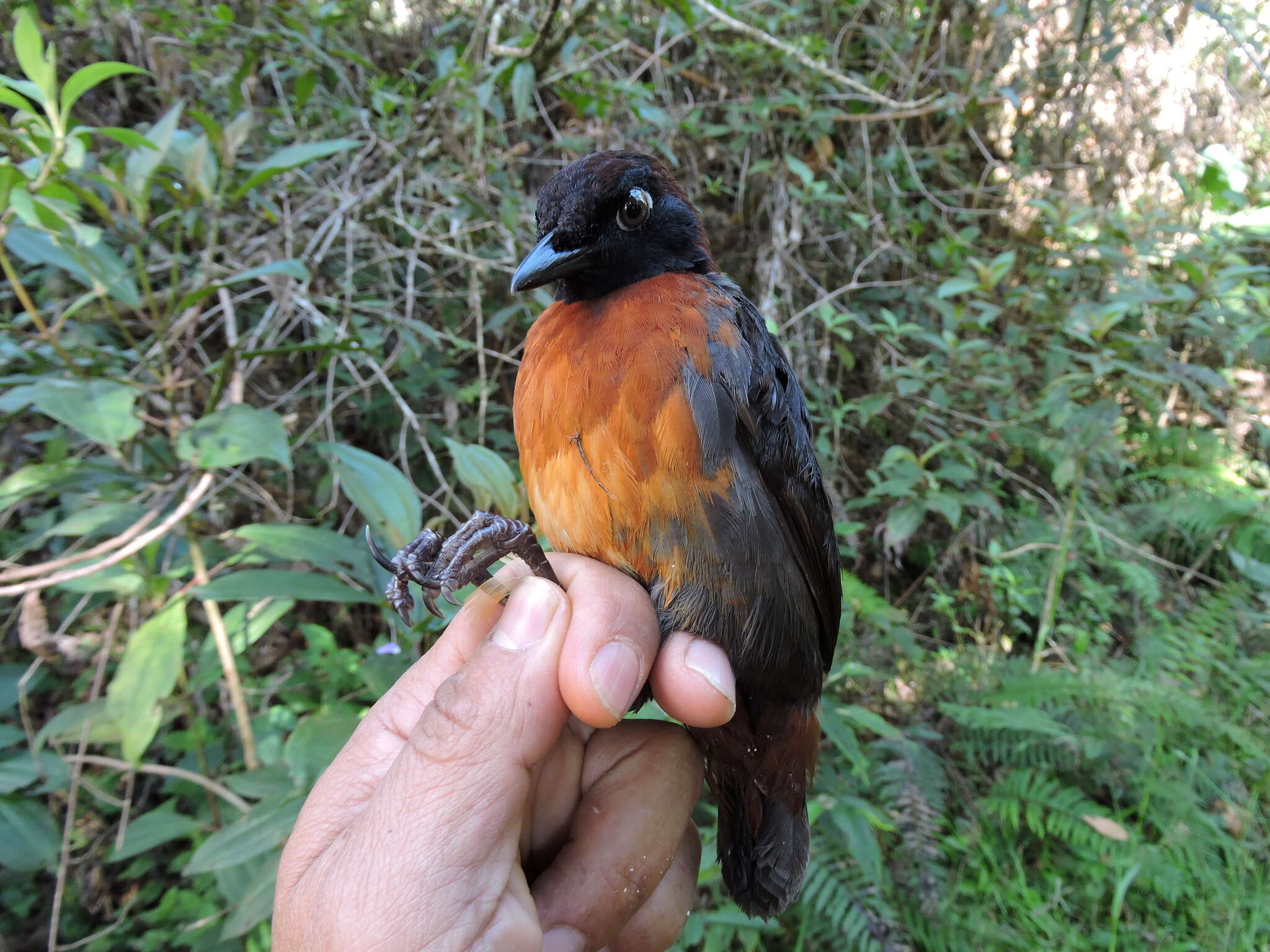 Image of Rufous-breasted Antthrush