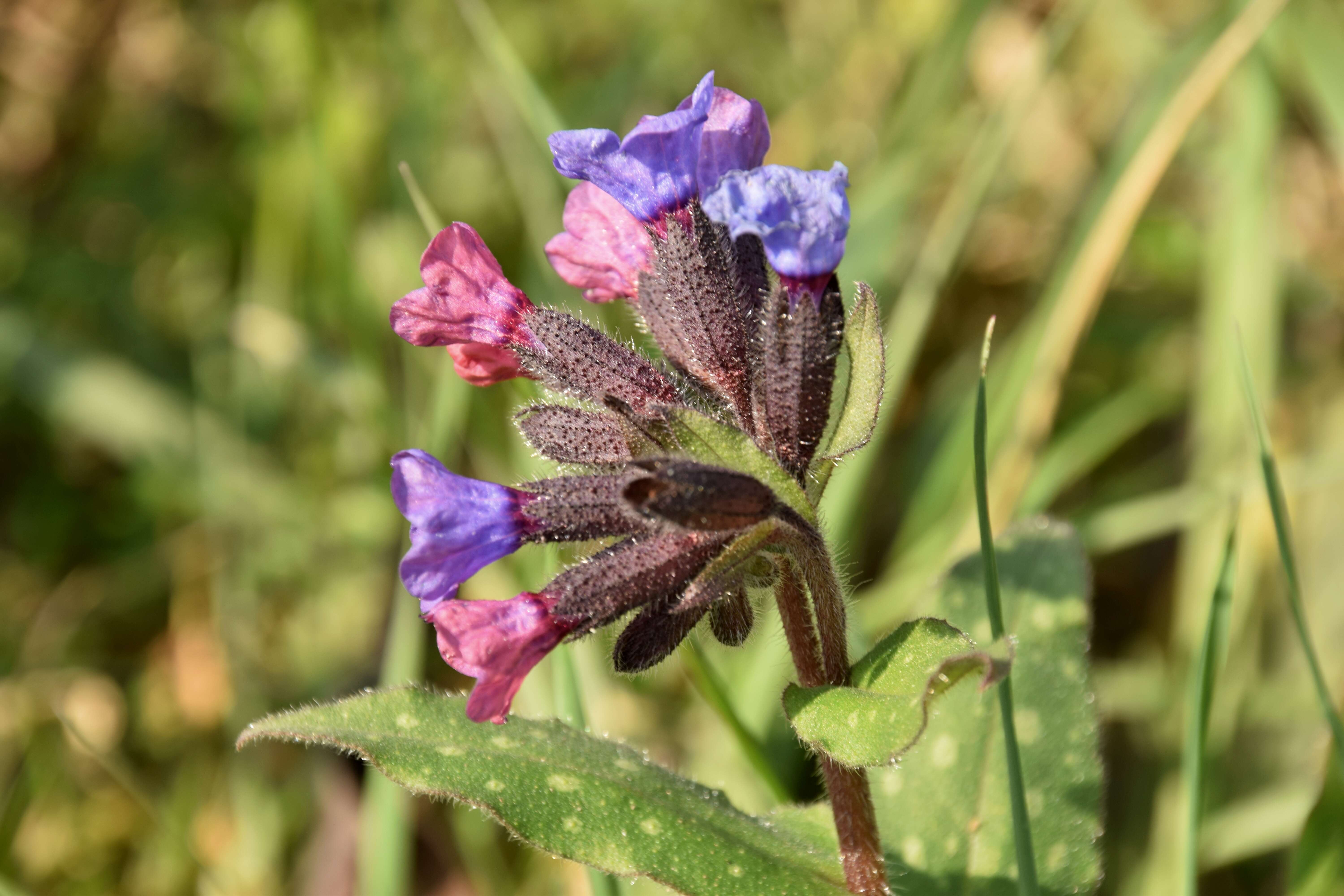 Image of Pulmonaria longifolia (Bast.) Boreau