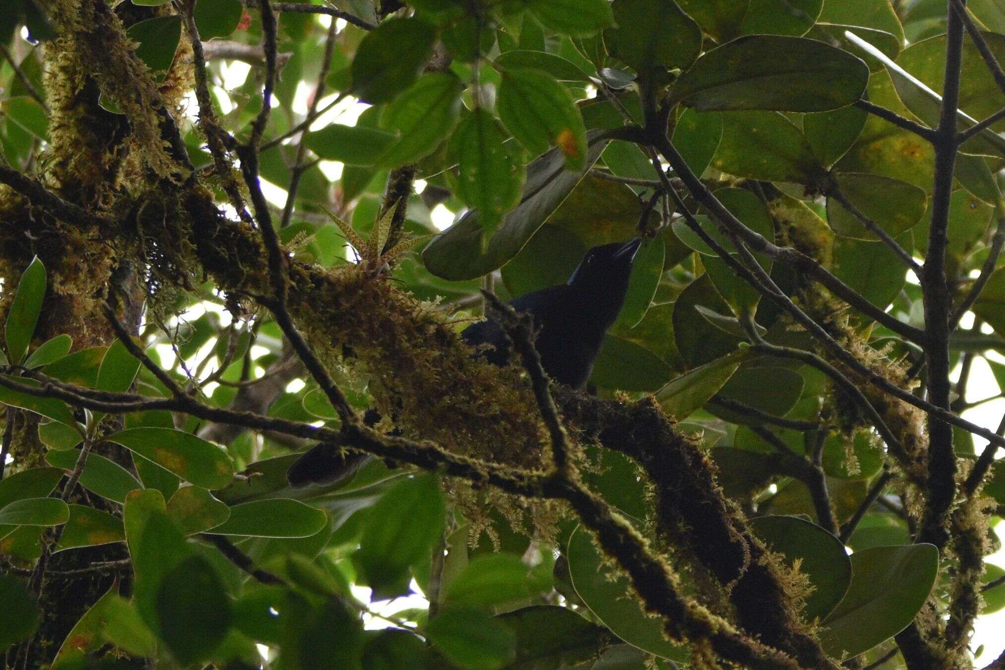 Plancia ëd Cyanolyca cucullata (Ridgway 1885)