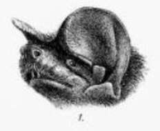 Image of Giant Free-tailed Bat