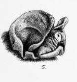Слика од Nyctinomops macrotis (Gray 1840)