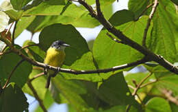 Image of Black-headed Tody-Flycatcher