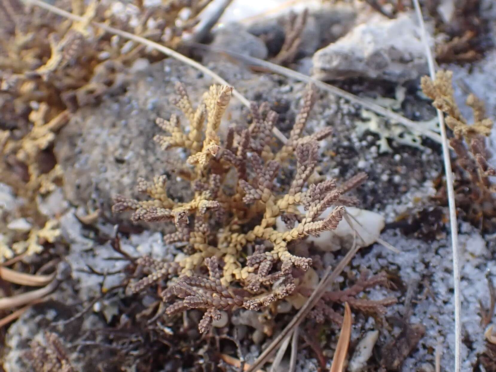 Sivun Selaginella sanguinolenta (L.) Spring kuva