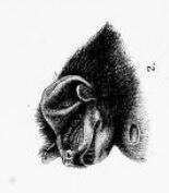 Image of brown mastiff bat