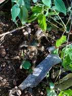 Image of Orange Baboon Tarantula