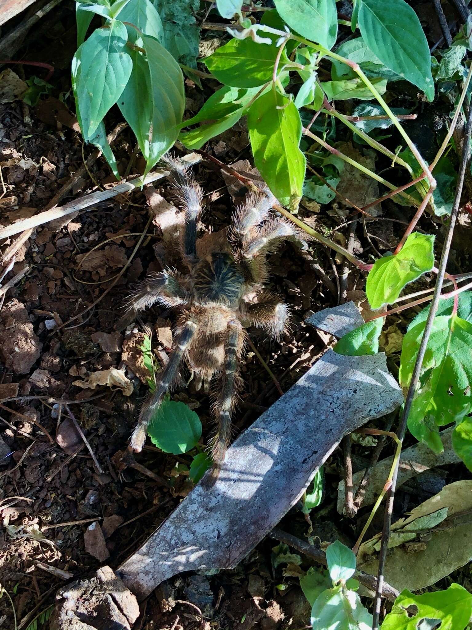 Image of Orange Baboon Tarantula