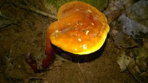 Image of lingzhi mushroom