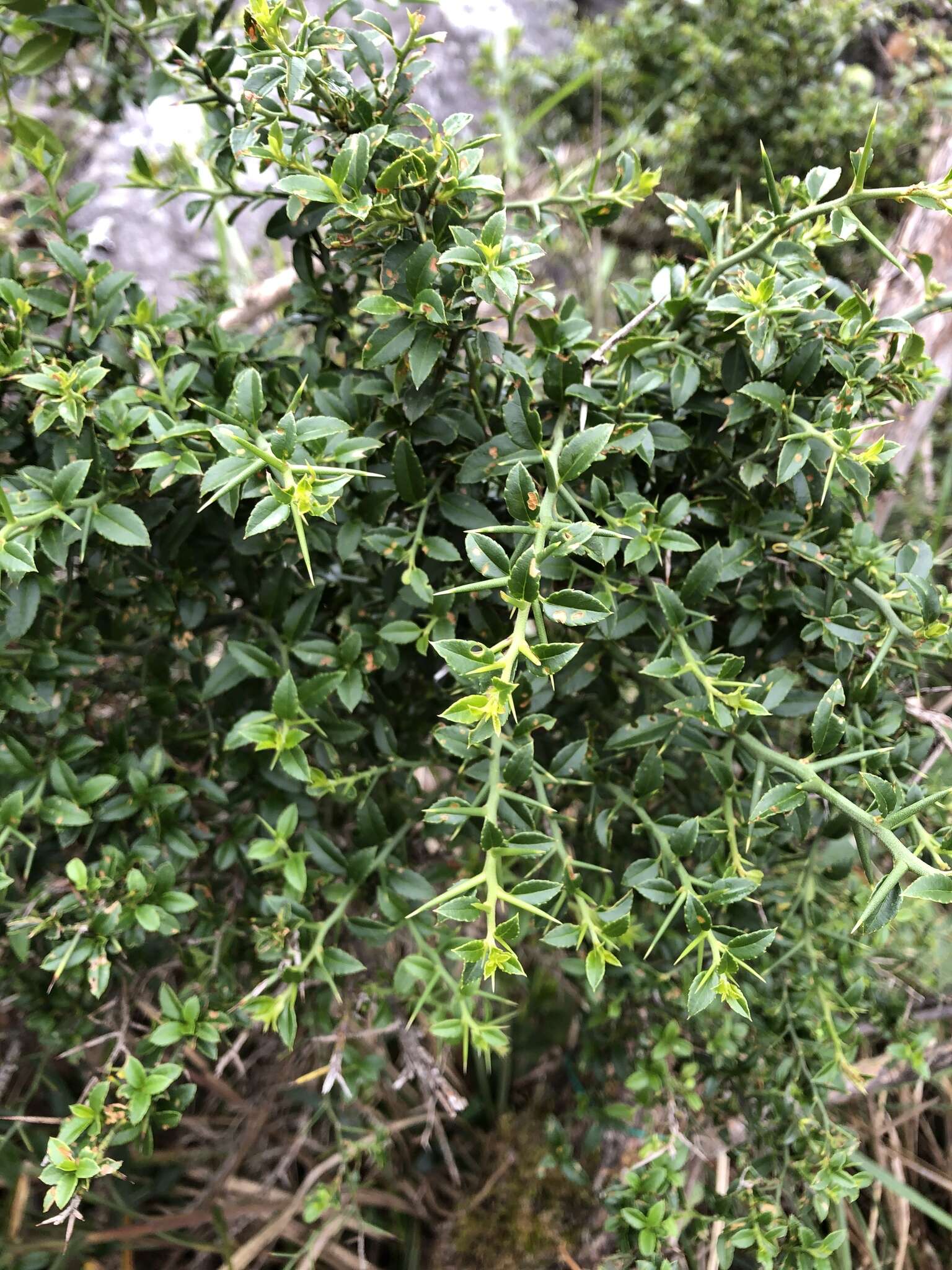 Prinsepia scandens Hayata的圖片