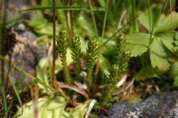 صورة Selaginella selaginoides (L.) Schrank & C. F. P. Mart.