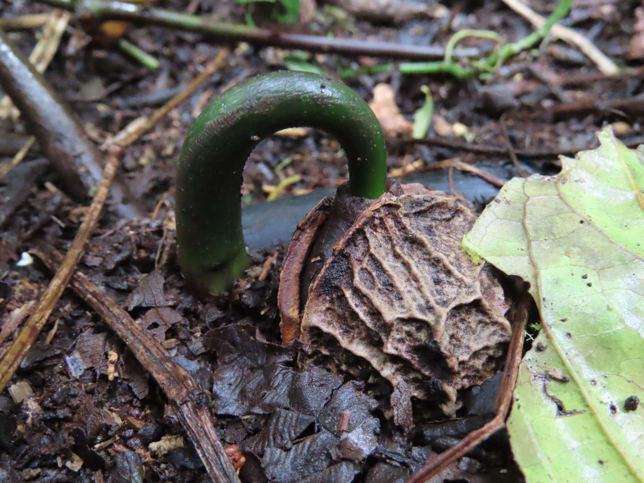 Слика од Calatola costaricensis Standl.