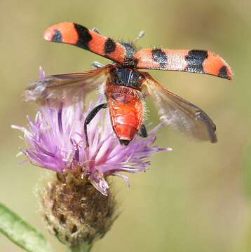 Image of Trichodes alvearius