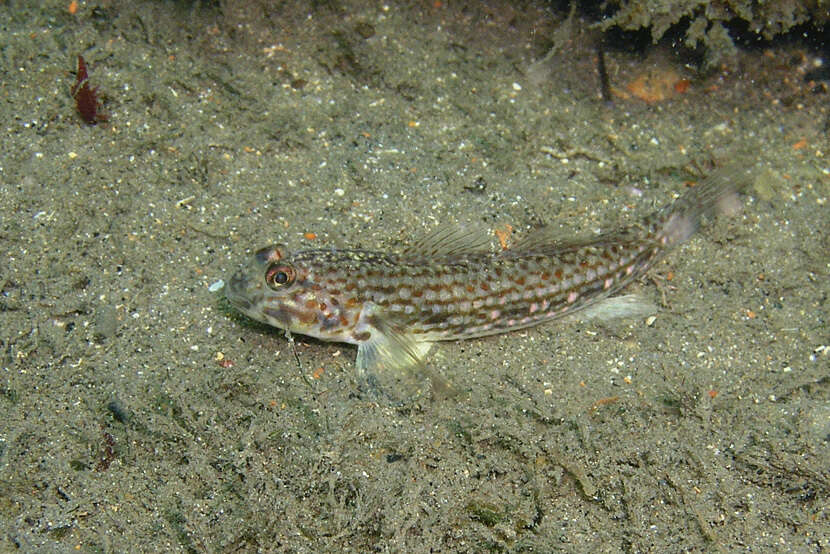 Image of Hoese&#39;s sandgoby