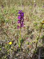 Image of Anacamptis alata (Fleury) H. Kretzschmar, Eccarius & H. Dietr.