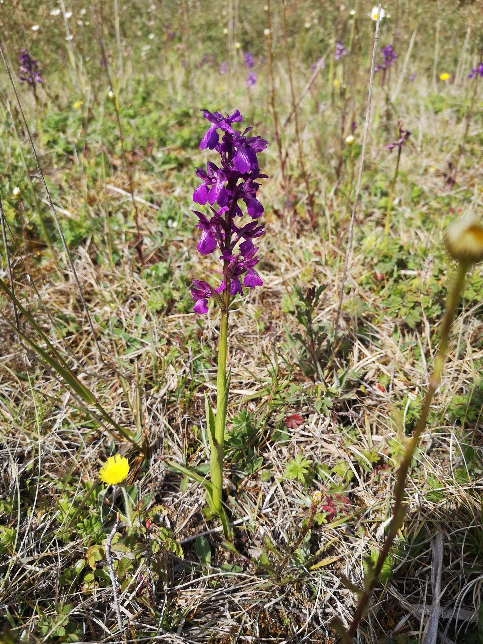 Image of Anacamptis alata (Fleury) H. Kretzschmar, Eccarius & H. Dietr.