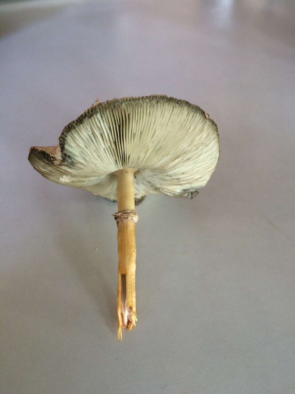 Image of Green-spored parasol