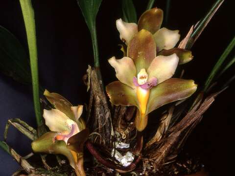 Image of Bifrenaria mellicolor Rchb. fil.