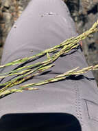 Image of Harford's oniongrass