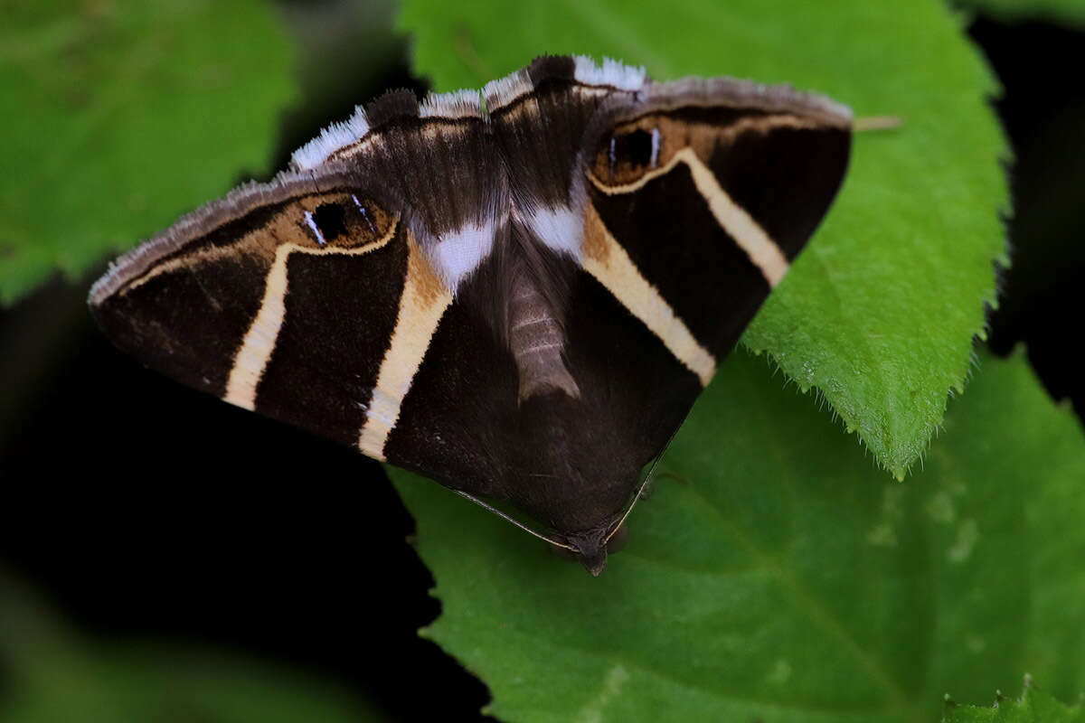 Grammodes oculicola Walker 1858的圖片