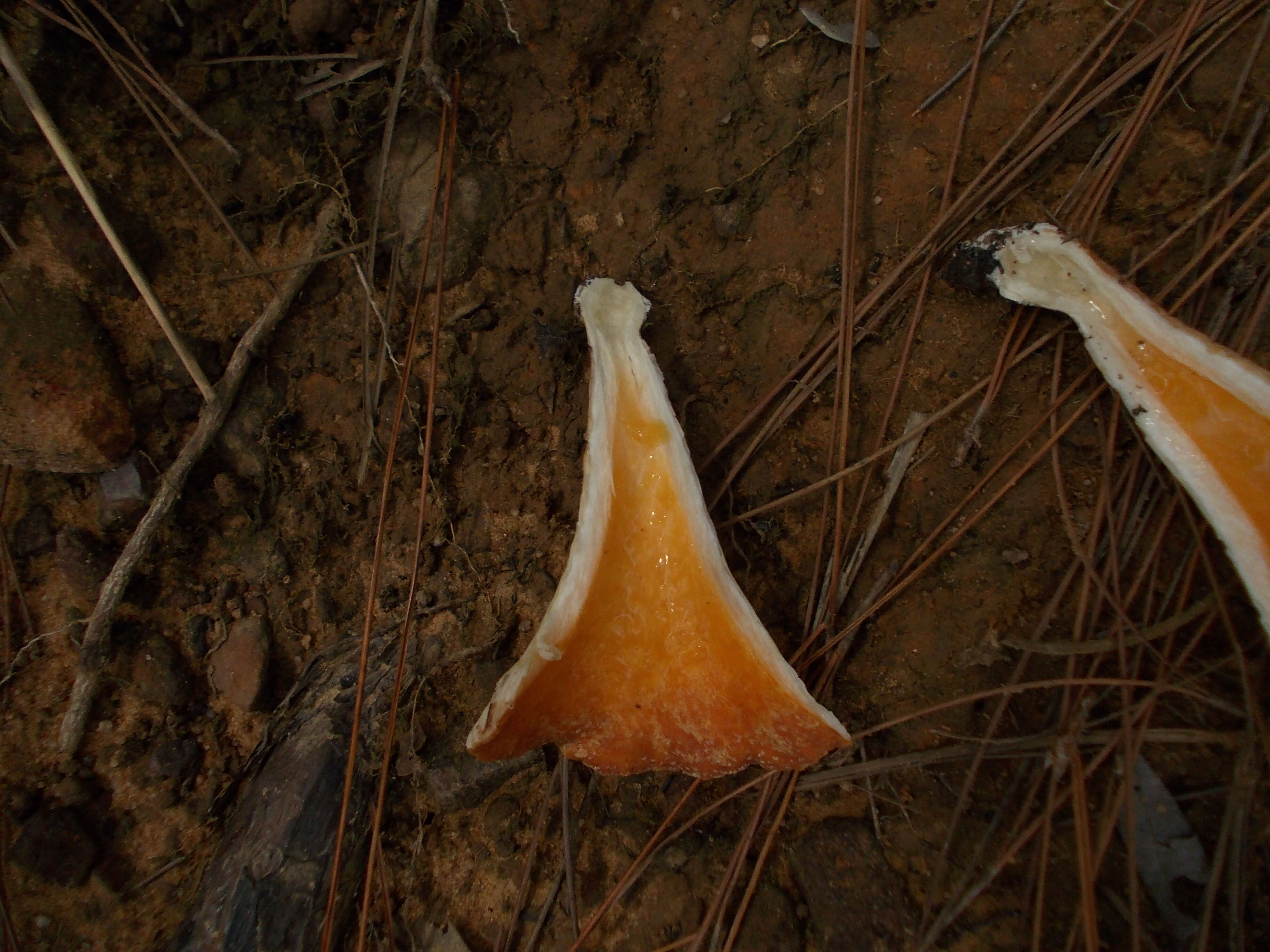 Image of Turbinellus floccosus (Schwein.) Earle ex Giachini & Castellano 2011