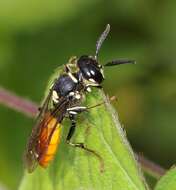 Imagem de Philanthus loeflingi Dahlbom 1845