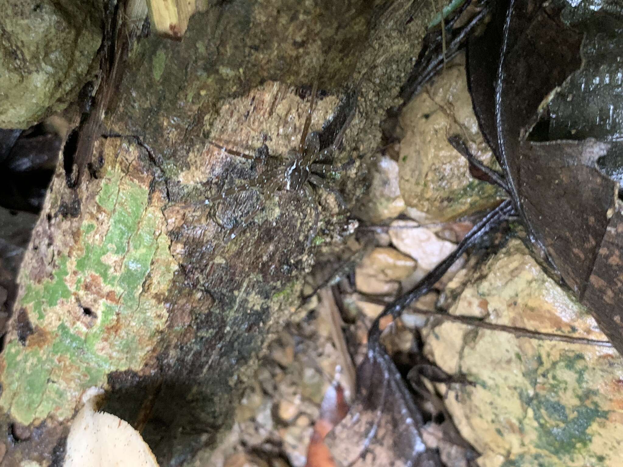 صورة Dolomedes raptor Bösenberg & Strand 1906