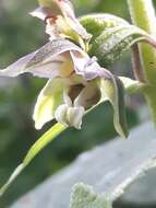 Epipactis helleborine subsp. orbicularis (K. Richt.) E. Klein resmi