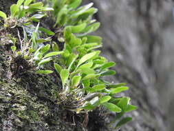 Image of Platystele stenostachya (Rchb. fil.) Garay
