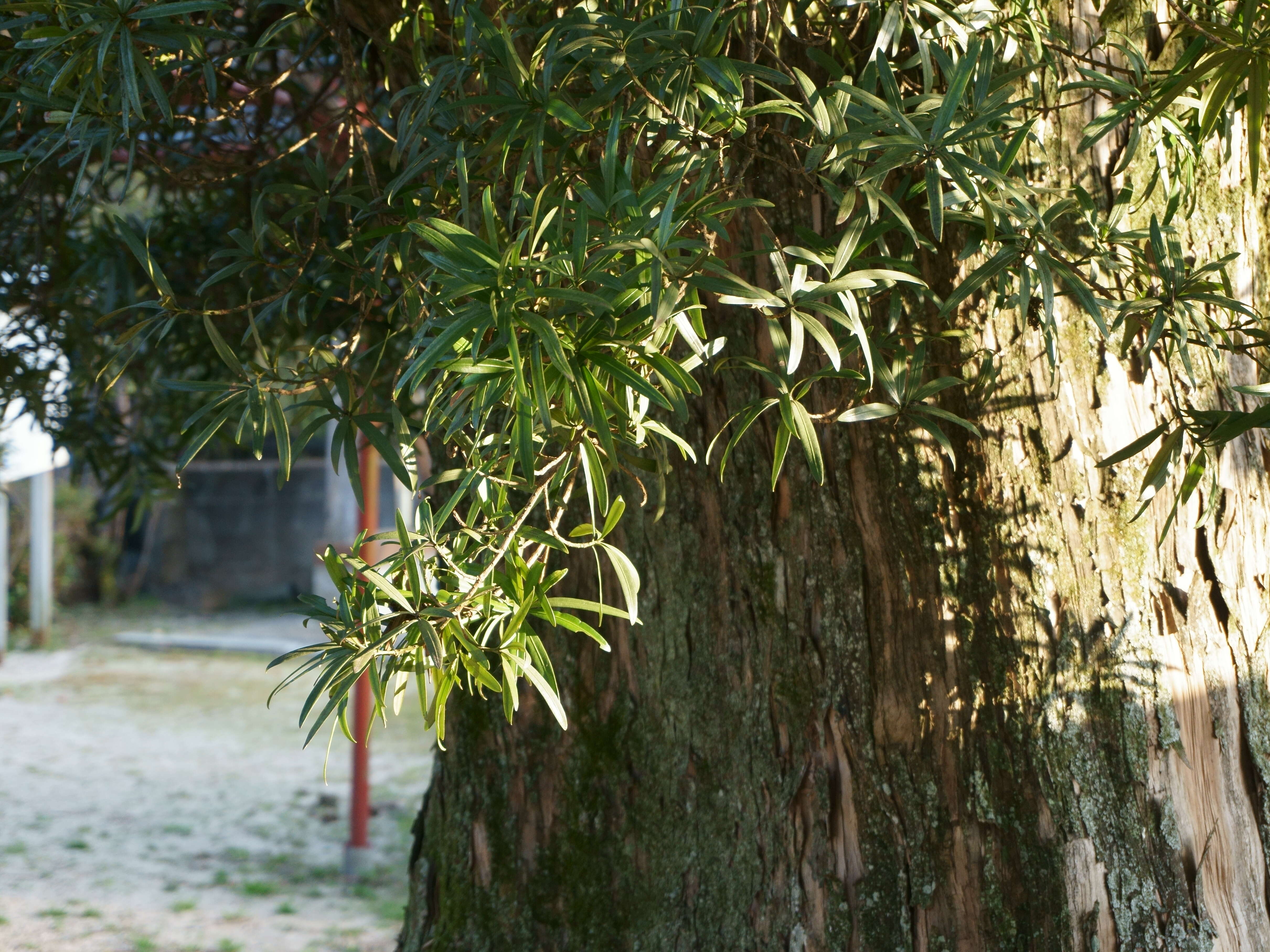 Image of Buddhist Pine