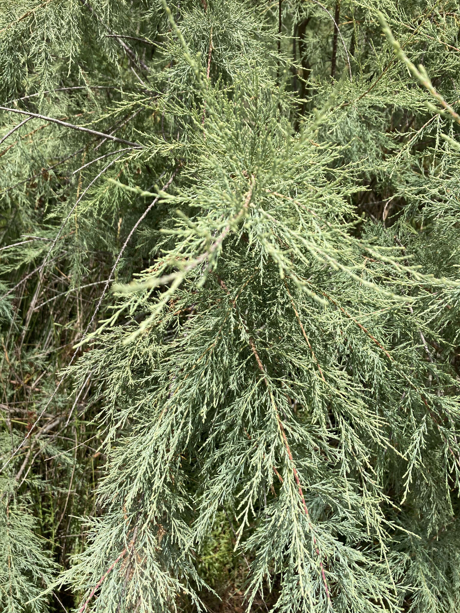 Image of Tamarix dalmatica Baum