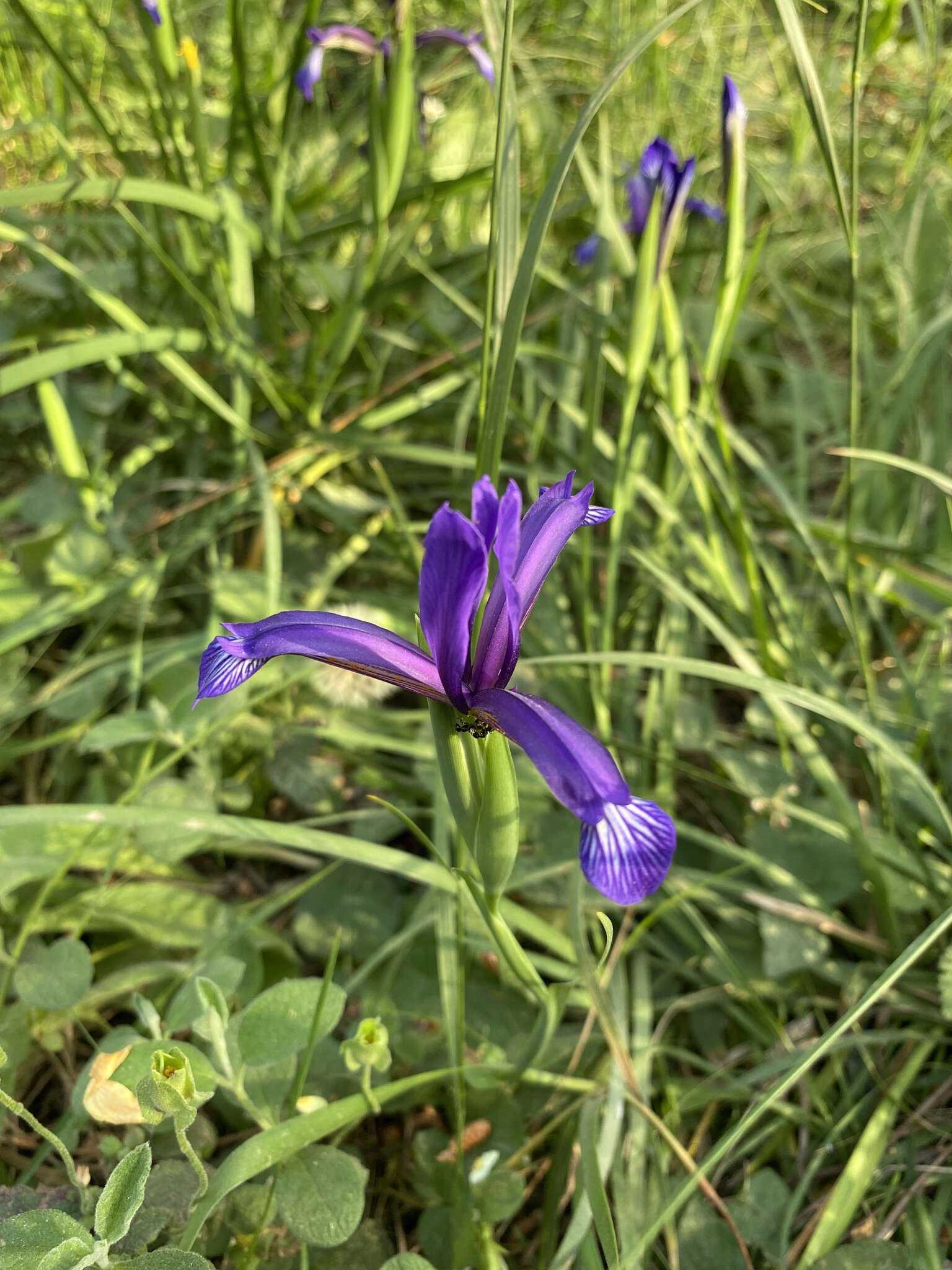 Image of Iris sintenisii Janka