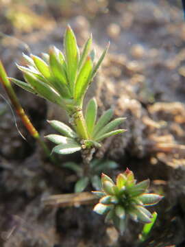 Image of White bedstraw