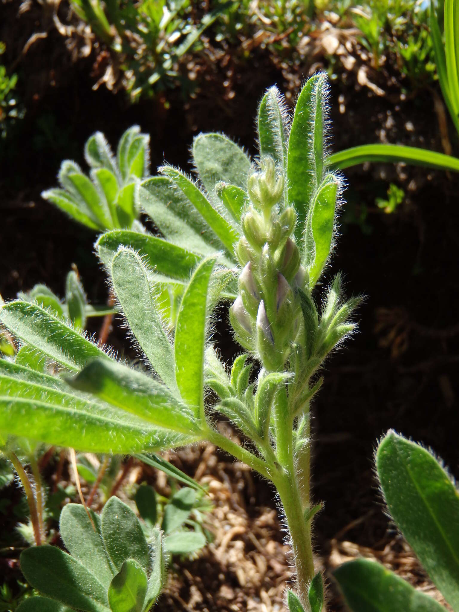 Image of arctic lupine