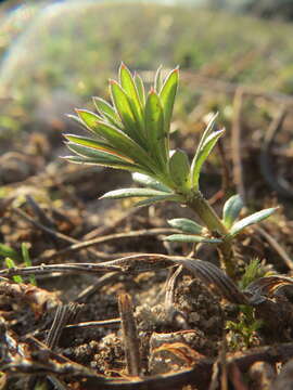 Image of White bedstraw