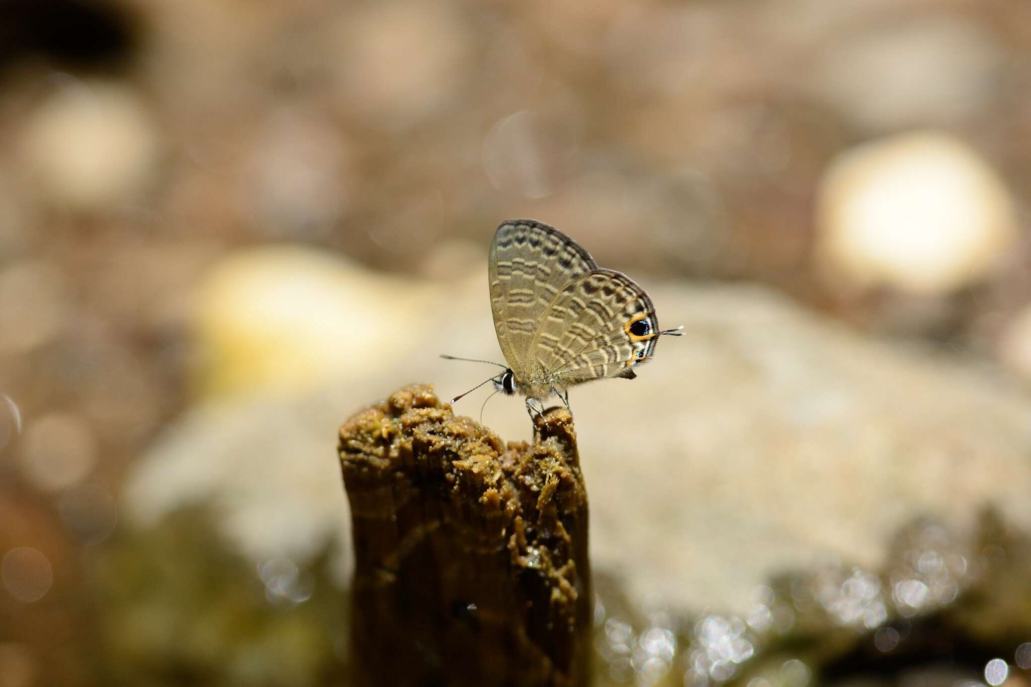 Nacaduba calauria (C. Felder 1860)的圖片