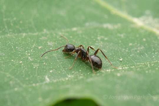 Plancia ëd Camponotus nipponensis Santschi 1937