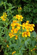 Tagetes lucida Cav. resmi