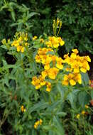 Tagetes lucida Cav. resmi