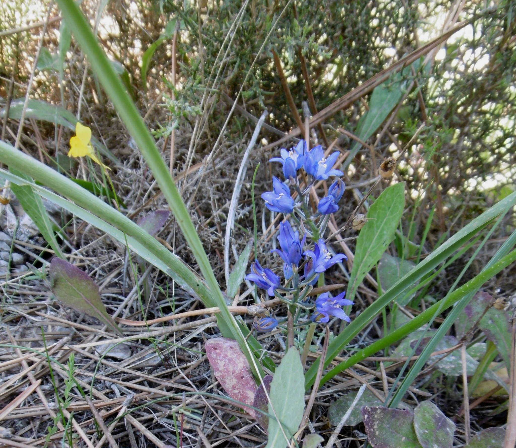 Image of Scilla verna subsp. ramburii (Boiss.) K. Richt.