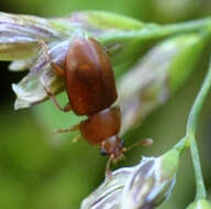 Image of Epuraea aestiva (Linnaeus 1758)