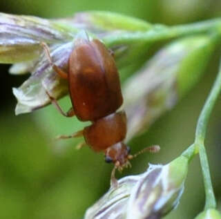 Image of Epuraea aestiva (Linnaeus 1758)