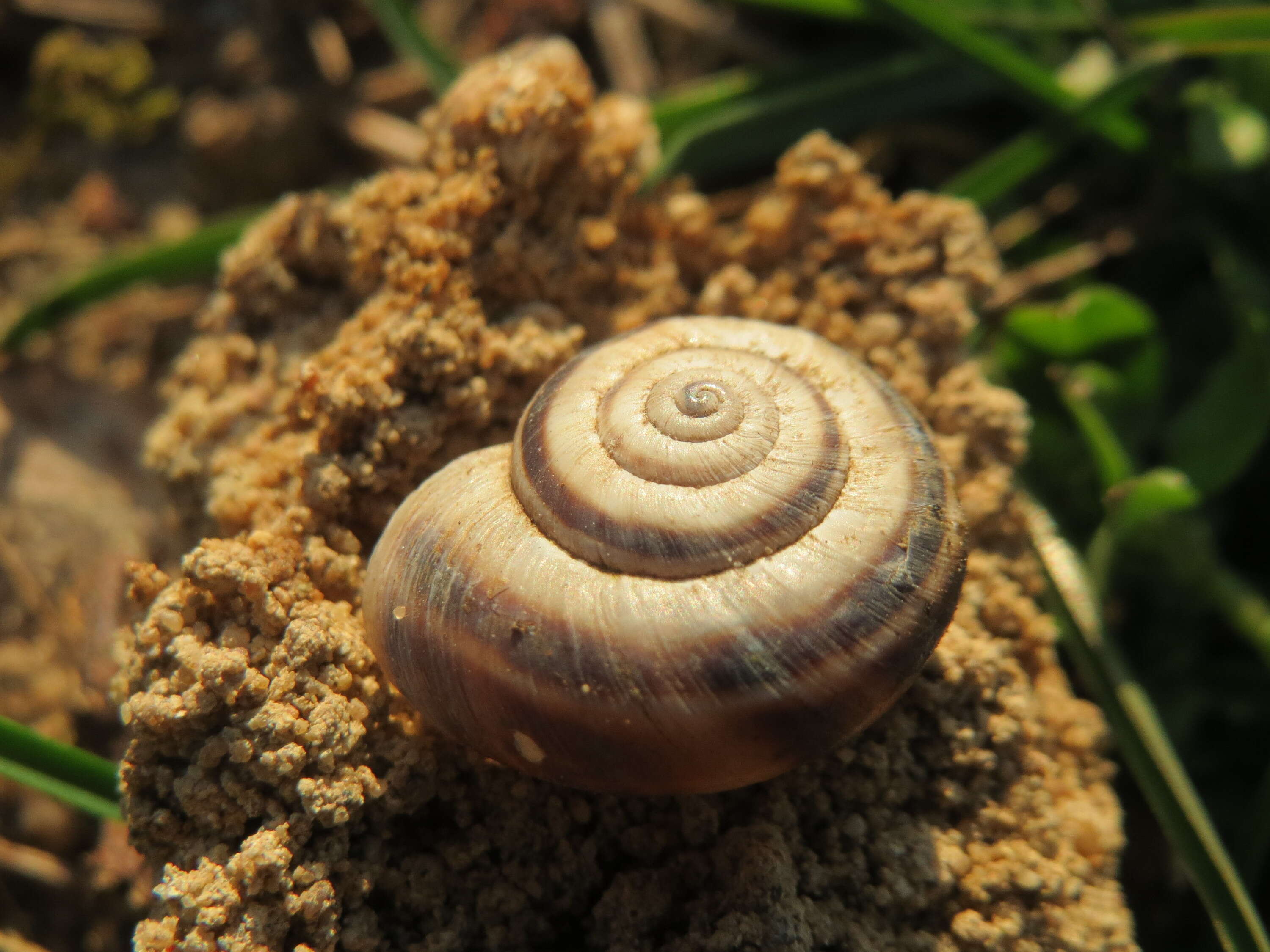 Image of Heath Snail