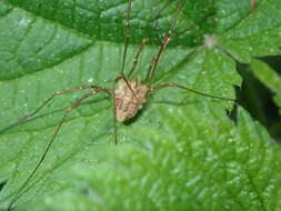 Image de Rilaena triangularis Herbst 1799